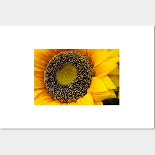 Sunflower Posters and Art